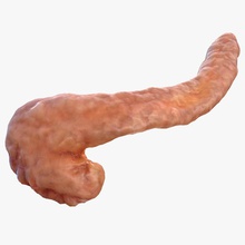 insan pankreas 3d molier anatomi mesane vücut karakter diyabet sindirim gall safra kesesi bezi glikoz hipoglisemi insülin uluslararası karaciğer tıbbi tıp model organ 3d print model - Mito3D