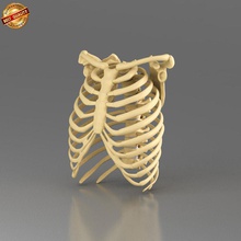 human ribcage anatomy body bone character disc false joint medical model ribbed scapula skeleton snscgworks spinal spine torso vertebrae 3d print model - Mito3D