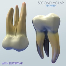 insan ikinci molar anatomi vücut karakter taç diş yapısı emaye mandibular tıbbi model azı dişleri ağız insanlar gerçekçi bilim unjosnav worldanatomy 3d print model - Mito3D