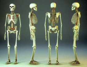 squelette humain l'anatomie appendiculaire le bras articulés axial corps os de la cage caractère poitrine l'homme lajogema les jambes modèle bassin forme polygonale côtelée scapula crâne colonne vertébrale thoracique vertèbres 3d print model - Mito3D
