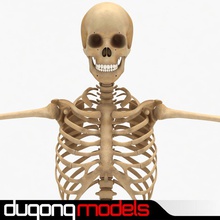 squelette humain anatomique l'anatomie corps os calavera caractère le crâne dugm01 dugongmodels esqueleto visage de l'homme les mâchoires sexe masculin médicaux modèle nez la science squelettique colonne vertébrale système dents 3d print model - Mito3D