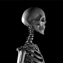 human skeleton - high quality anatomy collection markbame medical model science skeletal system use 3d print model - Mito3D