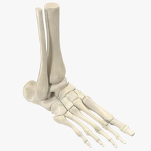 human skeleton foot 3d molier aircraft airplane anatomy ankle bone digit female international legs male max metatarsals model phalanges physiology plane science skeletal tarsal toe vray 3d print model - Mito3D