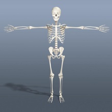 human skeleton anatomical anatomy body bone character chest cranium face foot guys hand hip jaws legs male man model nose puppiesam real skeletal skull spine system teeth 3d print model - Mito3D