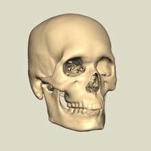 cráneo humano la anatomía cuerpo hueso cerebros carácter de cara freeformguru cabeza humanos ciencia el 3d print model - Mito3D