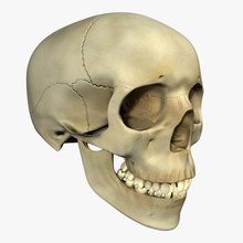 human skull anatomical anatomy body bone character dead death face head jaws male mandible medical model nose pirate skeletal skeleton teeth triduza 3d print model - Mito3D
