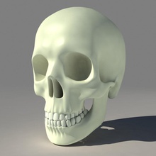 human skull anatomy body bone character head jaws juan8luna skeletal skeleton teeth 3d print model - Mito3D