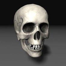 human skull 1 3dassetforge anatomy bone char character creatures dead death dungeons game ghost lowpoly medical model monster nextgen realtime science skeleton undead zombie 3d print model - Mito3D