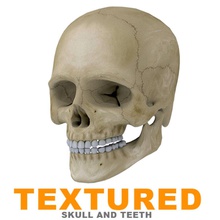 human skull textured 3ds anatomy body bone character head jaws mandible medical model skeletal skeleton system teeth texture unjosnav 3d print model - Mito3D