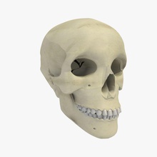 human skull texture anatomy body bone carrara1 character dental face frontal head man mandible maxilla medicine model people science skeleton sphenoid teeth temporal 3d print model - Mito3D
