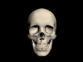 human skull skeleton bones anatomy 3d print model - Mito3D