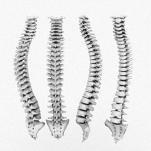 humanos coluna vertebral anatomia articulada o corpo osso colo do útero personagem cóccix coleção lajogema inferior lombar médio modelo poli sacro separado torácica vértebras 3d print model - Mito3D