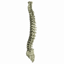 human spine anatomy body bone coccyx disc medical medicine model science skeletal spinal vertebrae zekidastudio 3d print model - Mito3D