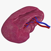 human spleen 3d molier anatomy blood body character immune internal model organs people system 3d print model - Mito3D