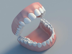 human teeth anatomy body bone character chew dental denticle dentine dentist denture fangs gum incisor jaws lower max medical model molars mouth object premolar science upper vladimiroquai 3d print model - Mito3D