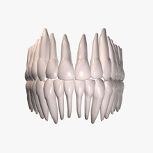 human teeth anatomy bicuspid body character cuspid dental dentistry djmiaso head incisor jaws medicine model molars mouth 3d print model - Mito3D