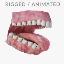 insan dişi anatomi vücut karakter diş kadın sakız baş jaws libertyone erkek tıbbi model ağız organ damak sss doku boğaz dil V-ray'in 3d print model - Mito3D