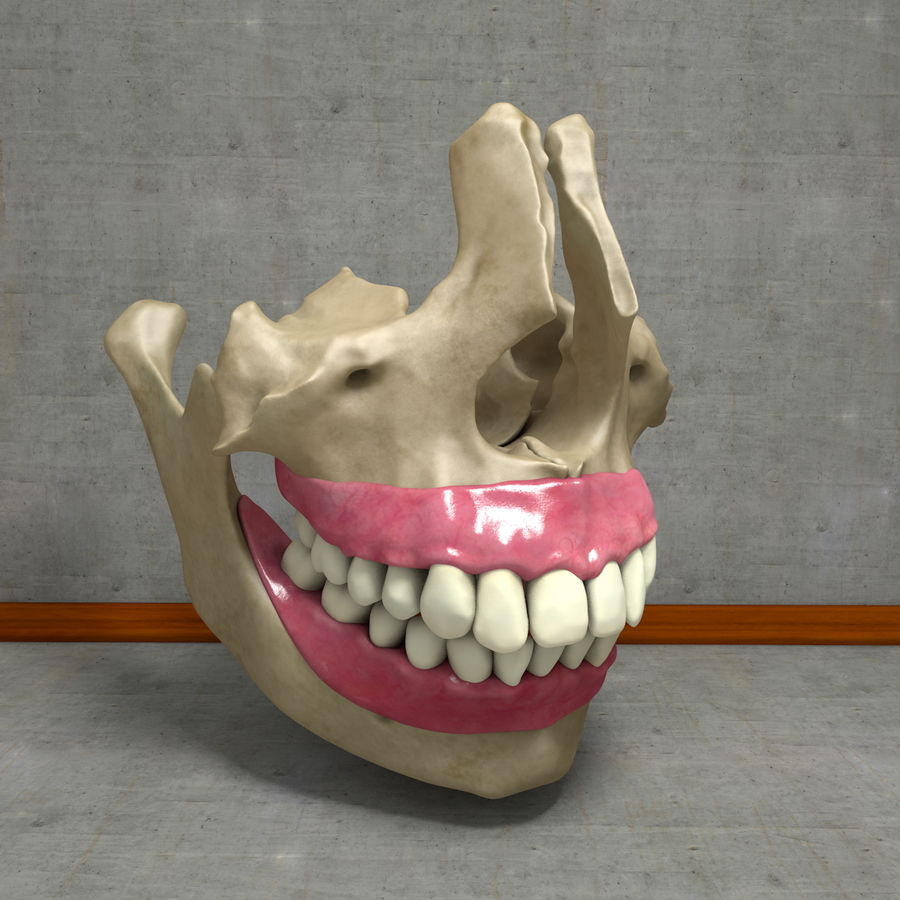 insan dişleri çene diş anatomisi anatomi vücut kemik karakter çiğnemek doğrama yemek yüz sakız yutma jawbone jaws mandibula maxilla tıbbi tıp model bilim scyrus 3D print model - Mito3D