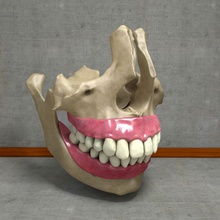 insan dişleri çene diş anatomisi anatomi vücut kemik karakter çiğnemek doğrama yemek yüz sakız yutma jawbone jaws mandibula maxilla tıbbi tıp model bilim scyrus 3d print model - Mito3D