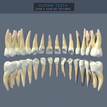 human teeth textured anatomy bicuspid body canine character cuspid dentin dentition enamel gems head incisor mandibular model molars permanent premolar realistic texture unjosnav wisdom 3d print model - Mito3D