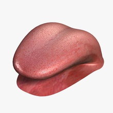 human tongue v20 3dmag anatomy body character gum jaws jowl language lingo man model mouth muscle muzzle people teeth v2 0 woman 3d print model - Mito3D