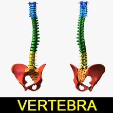 human vertebra+pelvic anatomy atlas axes body bone cartilage character coccyx leo3dmodels lumbar medical model pelvic pelvis ribbed sacrum science skeleton spine thoracic vertebrae 3d print model - Mito3D