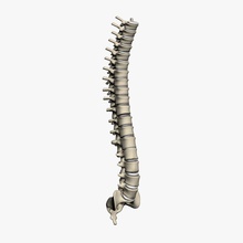 human vertebral anatomy blue body bone cervical character column education light green lumber medical model red sacrum skeleton spinal spine surgery thoracic vertebrae 3d print model - Mito3D