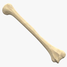 humerus bone 3d 3ds anatomy arm body capitulum character deltoid extremities head human humeral joxit lesser limbs max model skeleton trochlea tuberosity umerus upper vray 3d print model - Mito3D