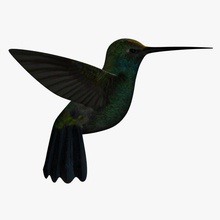 hummingbird animals printable lowpoly 3d print model - Mito3D