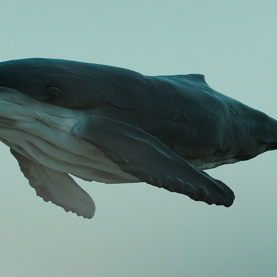 kambur balina hayvan animasyon coreradio model su 3D print model - Mito3D