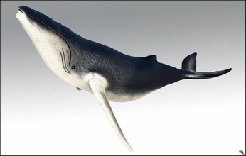 Buckelwal 3d Tier aquatic baleen big Fleischfresser fbx Fisch Pflanzenfresser säugetier marc maya megaptera Modell mons novaeangliae obj Ozean orca realistisch sind Meer Wasser Wal 3d print model - Mito3D