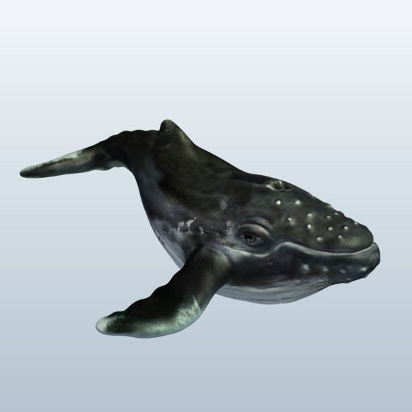 humpback whale v1 animals printable lowpoly 3D print model - Mito3D