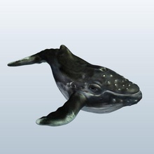 baleine à bosse v1 la animaux imprimable lowpoly 3d print model - Mito3D