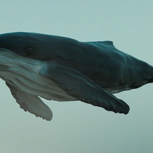baleia jubarte animais animação coreradio baleia-jubarte modelo água 3d print model - Mito3D