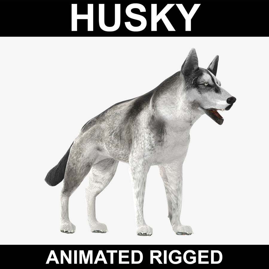 husky animated rigged 3dguild anatomy animal canine cartoon creatures dog model prints puppy ready realistic rig vray wolf zoo 3D print model - Mito3D