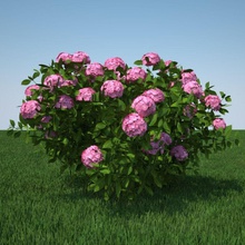 hydrangea macrophylla arjo de la flor jardín hortensia modelo planta rozendaal los arbustos 3d print model - Mito3D