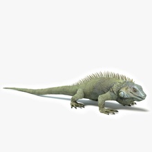 iguana abramsdesign anfibi animale deserto drago gioco verde lucertole più in basso lowpoly modello poli pronto rettili tropicale 3d print model - Mito3D