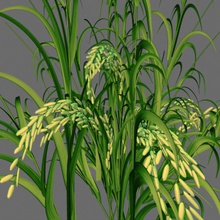 olgunlaşmamış pirinç salkım 577060988 tarım mısır gevreği Mısır kırpın kulak gıda tahıl çim model oryza bitki ray sativa küçük çivili 3d print model - Mito3D