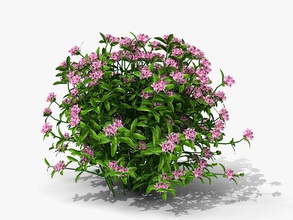 imperial queen azalea 332 bloomy flower forest game grass green indica landscape leaf lower masterpixel model monal plant poly realtime shrubs small southern wild 3d print model - Mito3D
