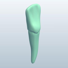 incisor root v1 anatomy printable lowpoly 3d print model - Mito3D