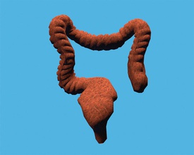 intestine anatomy body character digestive food human intestines large model stuart7 stuartanatomy 3d print model - Mito3D