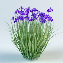 iris sibirica siberiano blu cespugli il design esterno la bandiera fiore erba interni paesaggio lanfir111 foglia modello moss aghi pianta pot arbusti piccola trree acqua 3d print model - Mito3D