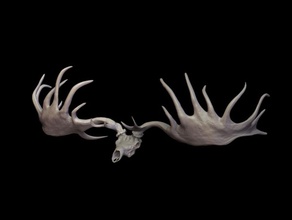 İrlandalı elk hayvan boynuzları kemik karakter geyik ericsstudio giganteus tekrar ayrılırlar model kafatası 3d print model - Mito3D