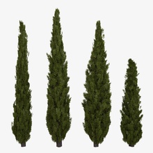 İtalyan selvi boarini sütunlu kozalaklı servi dökmeyen köknar bahçe yeşillik manzara Akdeniz model resim çam bitki çalılar küçük uzun boylu ince ağaç örtüsü 3d print model - Mito3D