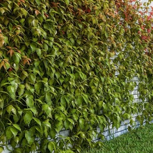 ivy set alex95rnd americano creeper esterno recinto giardino erba verde siepi hotel paesaggio foglia modello natura all'aperto parcheggio parthenocissus la pianta arbusti piccola albero virginia 3d print model - Mito3D