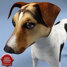 jack russel terrier 3d molier Görünümüdür hayvan köpek karakter çocuk arkadaşım eğlenceli Av Köpekleri husky daha düşük lowpoly memeli maskot mastiff max model evcil pitbull poly V-ray'in 3d print model - Mito3D