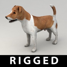 jack russell terrier animale bipede l'osso cane nazionali gioco kvakling più in basso lowpoly modello gli animali domestici poli rig 3d print model - Mito3D