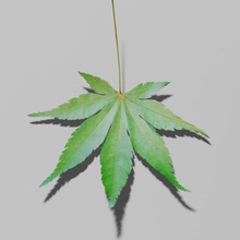 Japon akçaağaç yapraklı acer palmatum mimarlık orman bahçe manzara yaprak maple model doğa süs açık otopark paulsendesign bitki sahne ağaç 3d print model - Mito3D