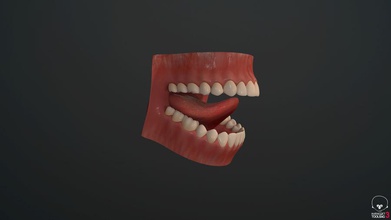 la mandíbula v2 anatomía archii cuerpo carácter goma de mascar humanos las mandíbulas médica modelo boca ciencia dientes en lengua 3d print model - Mito3D