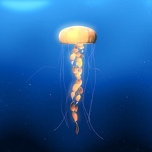 jellyfish anemone animal aquatic blob creatures fish medusa nemo ocean poison sea squid tentacle virez water 3d print model - Mito3D